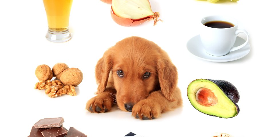 Wat Honden Niet Mogen Eten: Voedsel dat je Hond beter kan Vermijden