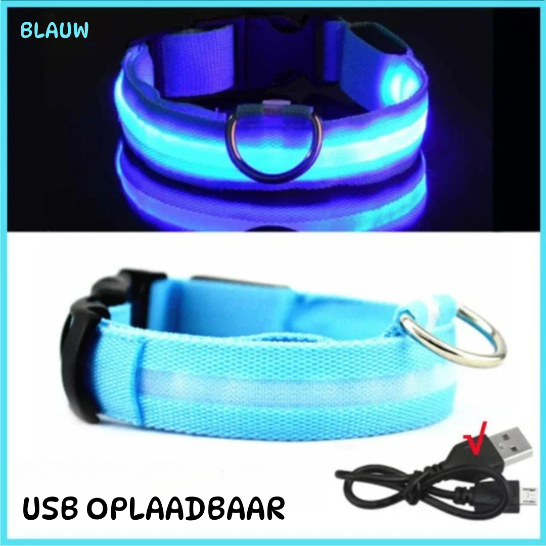 led halsband blauw