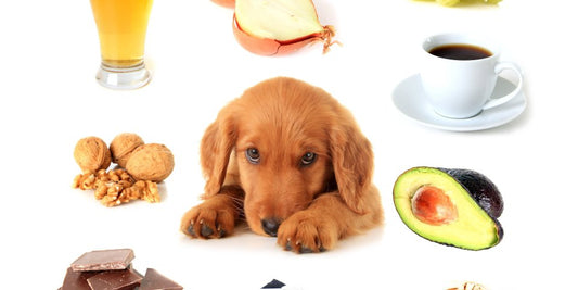 Wat Honden Niet Mogen Eten: Voedsel dat je Hond beter kan Vermijden