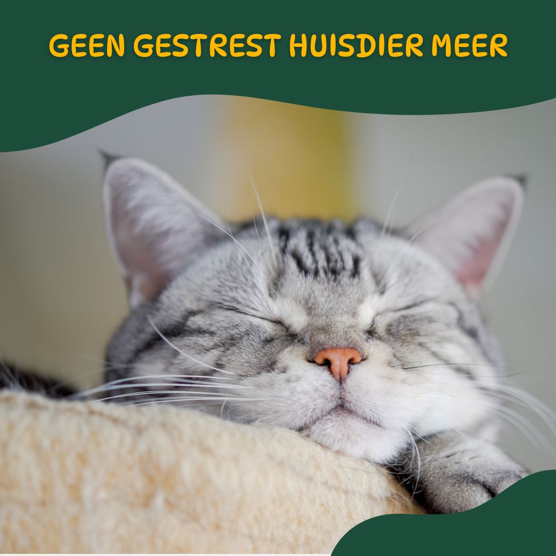 Kat ligt diep ontspannen in het CozyNest™ huisdierenbed – helpt stress te verminderen en bevordert rust