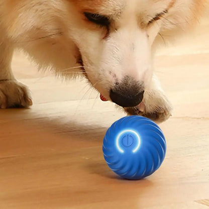 Hond speelt met de Interactief Balspeeltje – Voor Eindeloos Speelplezier 