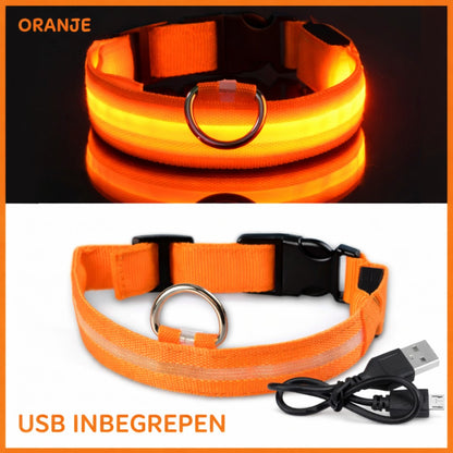Oranje LED halsband voor honden met USB kabel inbegrepen