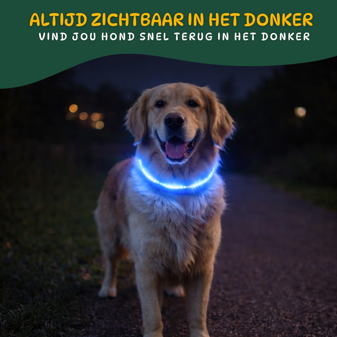 Hond met LED halsband duidelijk zichtbaar in het donker