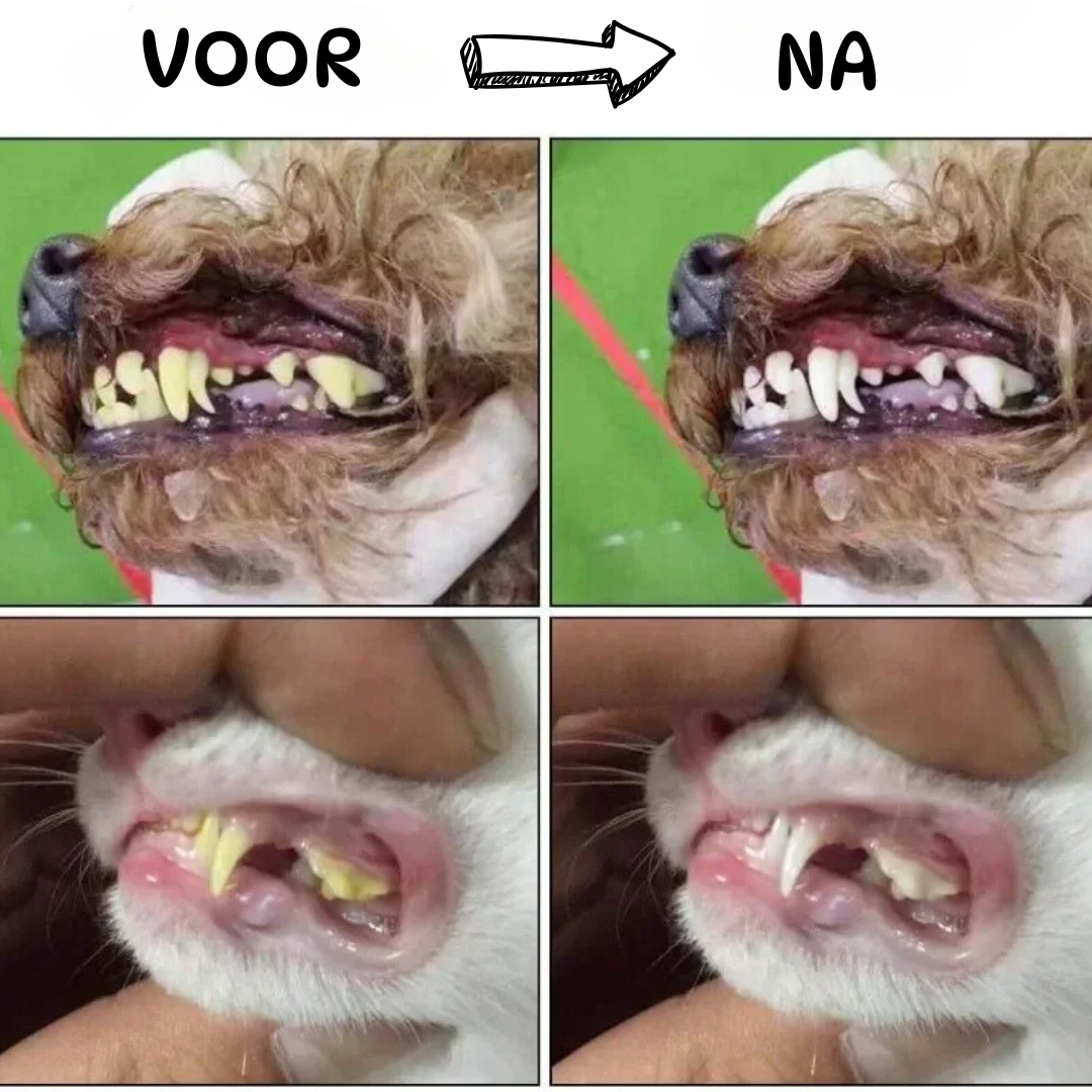Voor en na het gebruik van een honden tandenborstel - verbeterde tandhygiëne